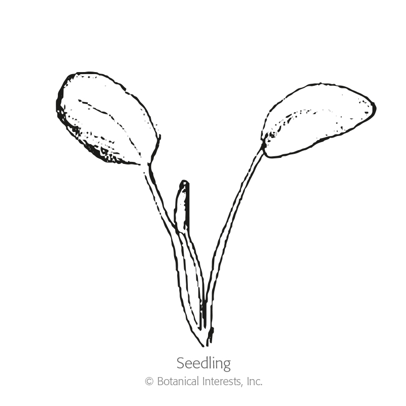 Hello Yellow Milkweed/Butterfly Flower Seeds view 2