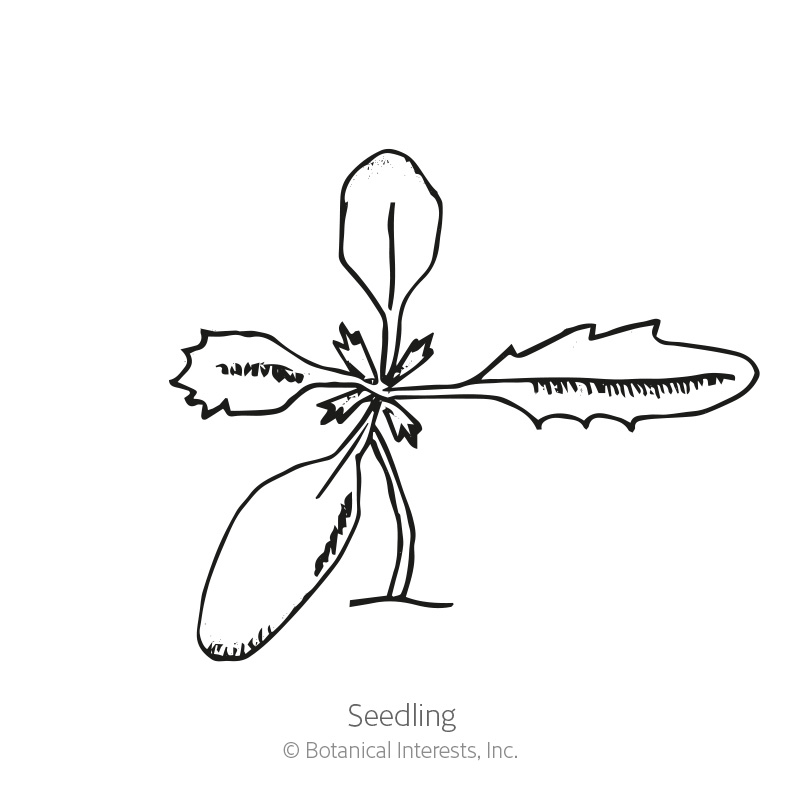 Kilimanjaro White African Marigold Seeds view 2