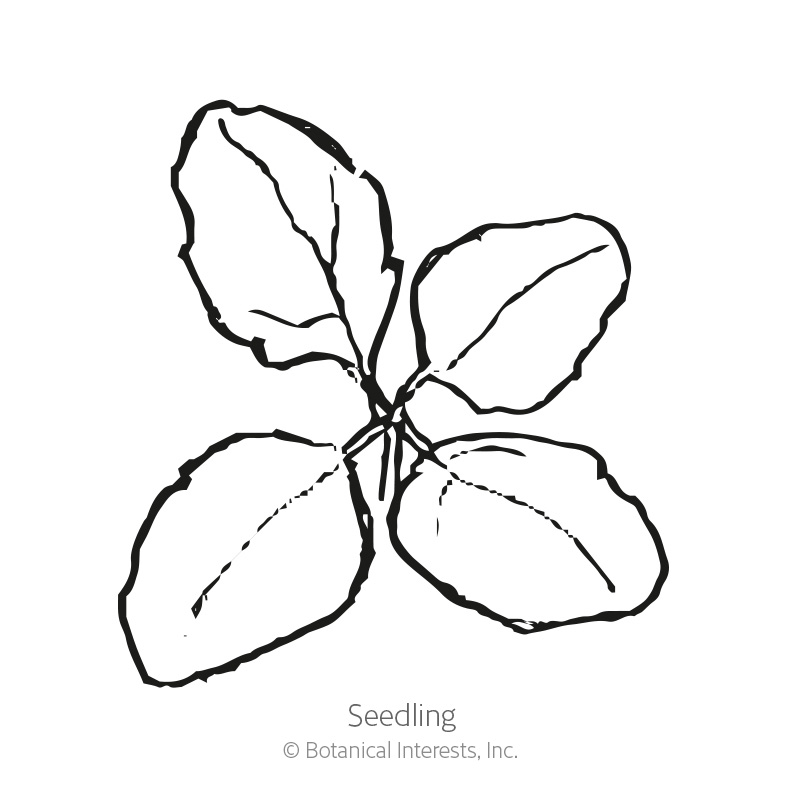Seedling