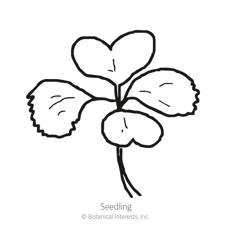 Rosette Tatsoi Bok Choy Seeds view 2