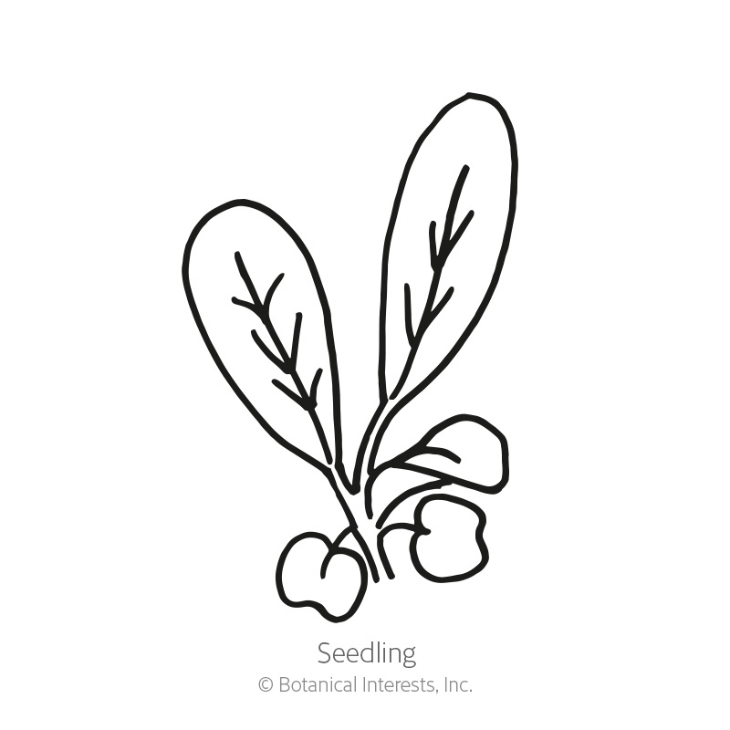 Arugula Baby Greens Seeds     view 2