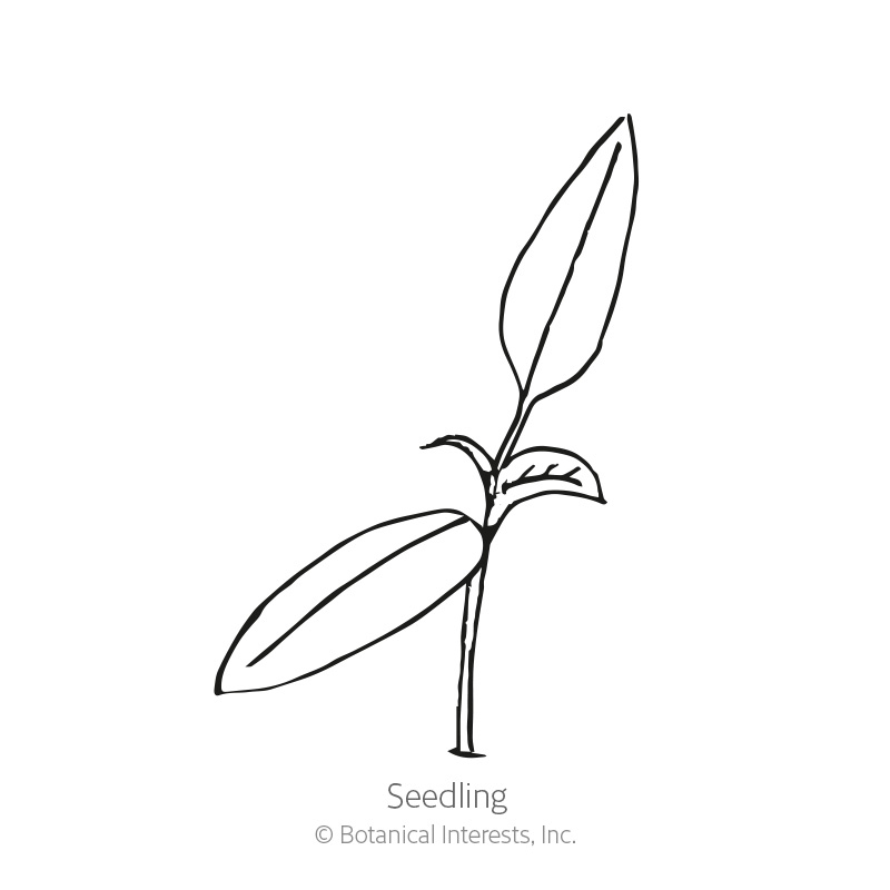 Seedling