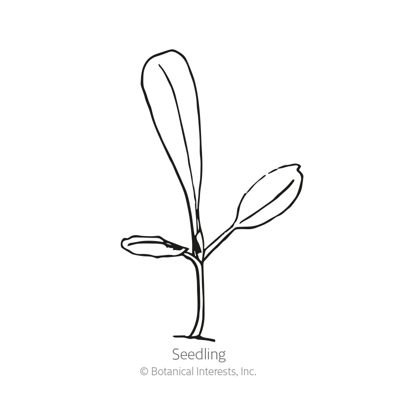 Vivian Romaine Lettuce Seeds view 2