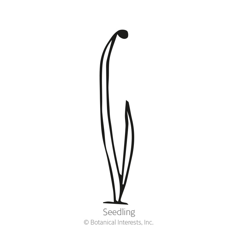 Common Chives Seeds       view 2