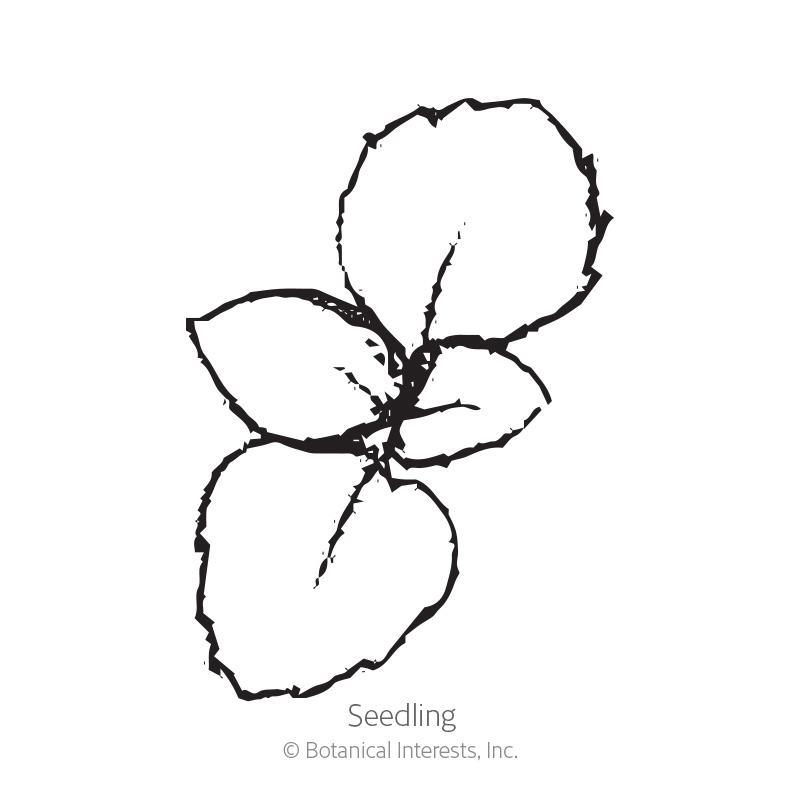 Seedling