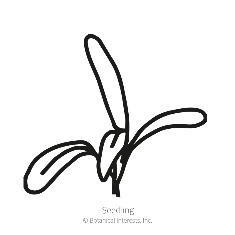 Mexican Tarragon Seeds view 2
