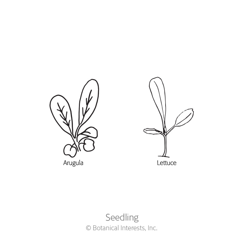 Snappy Fresh Mesclun Baby Greens Seeds    view 2