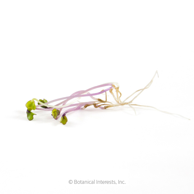 Seedling