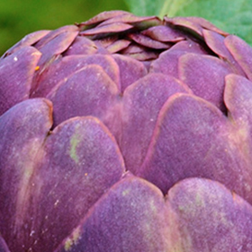 Artichoke: Sow and Grow Guide