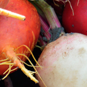Beet: Sow and Grow Guide