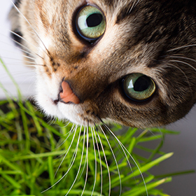 Cat Grass: Growing Healthful Kitty Greens