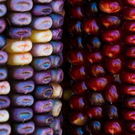 Corn: Sow and Grow Guide
