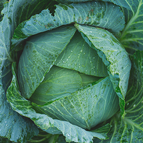 How to Plan Your Fall Vegetable Garden