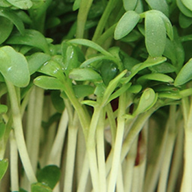 Microgreens and Baby Greens: Sow and Grow Guide