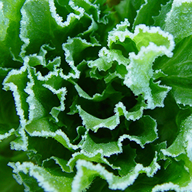 Overwintering Vegetables