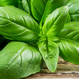 Basil: Sow and Grow Guide