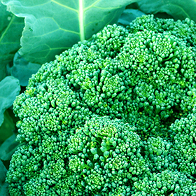Broccoli: Sow and Grow Guide