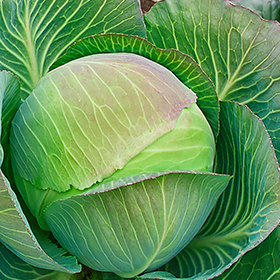 Cabbage: Sow and Grow Guide