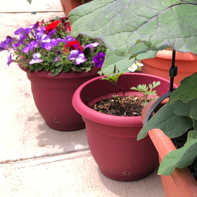 Small Space and Container Gardening for Beginners