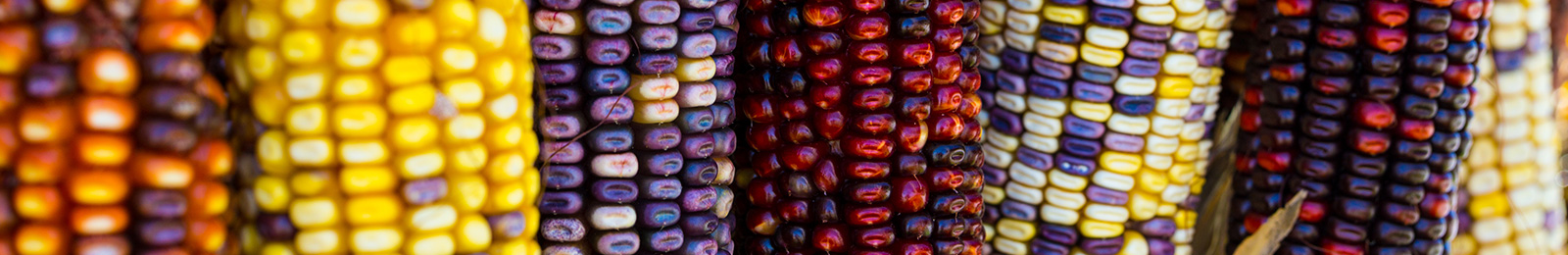 Corn: Sow and Grow Guide