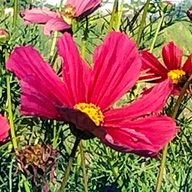 Cosmos: Sow and Grow Guide