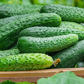 Cucumber: Sow and Grow Guide