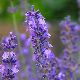 Lavender: Sow and Grow Guide