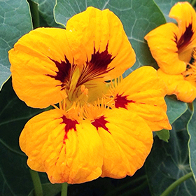 Nasturtium: Sow and Grow Guide