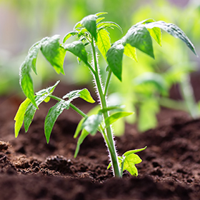 What Makes a Seed Organic?