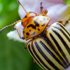 Pests ID, Prevention, and Control