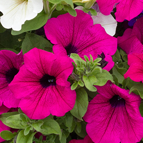 Petunia: Sow and Grow Guide