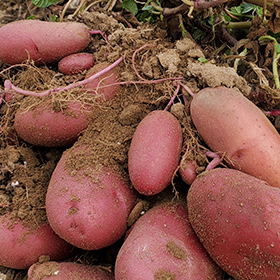 Potato: Sow and Grow Guide