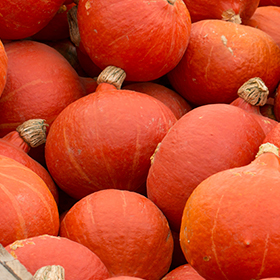 Squash (Winter): Sow and Grow Guide