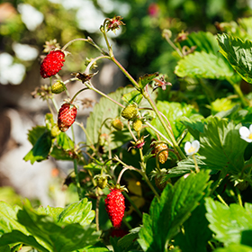 Strawberry: Sow and Grow Guide