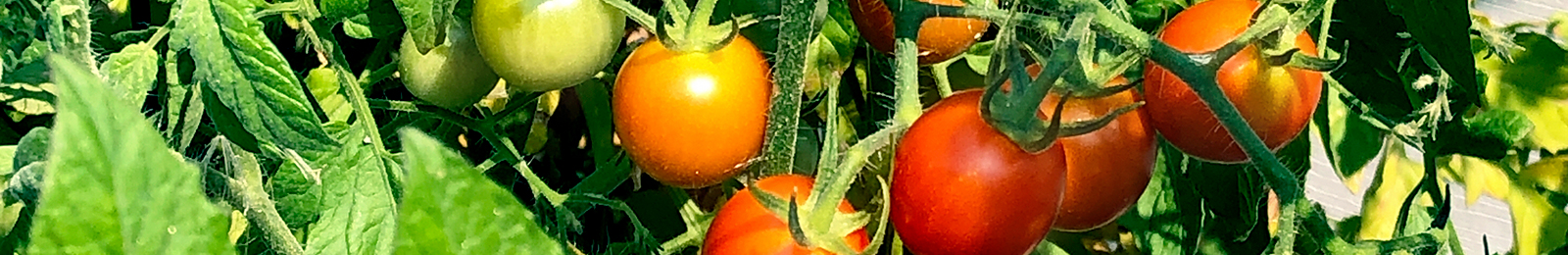 Tomato: Sow and Grow Guide