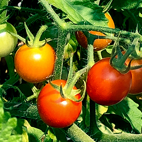 Tomato: Sow and Grow Guide