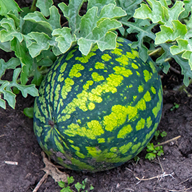 Watermelon: Sow and Grow Guide