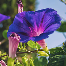 Morning Glory: Sow and Grow Guide