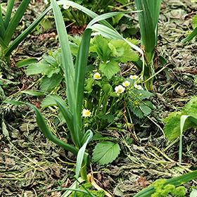 Companion Planting with Garlic