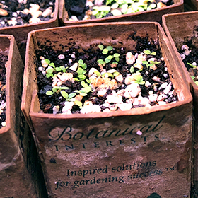 Germination Issues and Troubleshooting