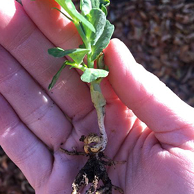Cover Crops–Growing Soil Health!