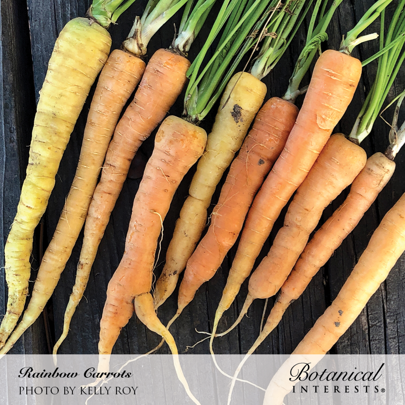 Rainbow Carrot Seeds view 4
