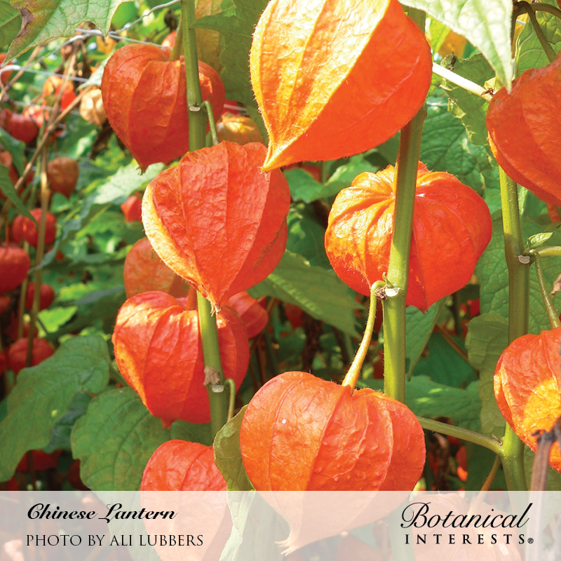Chinese Lantern Seeds       view 4
