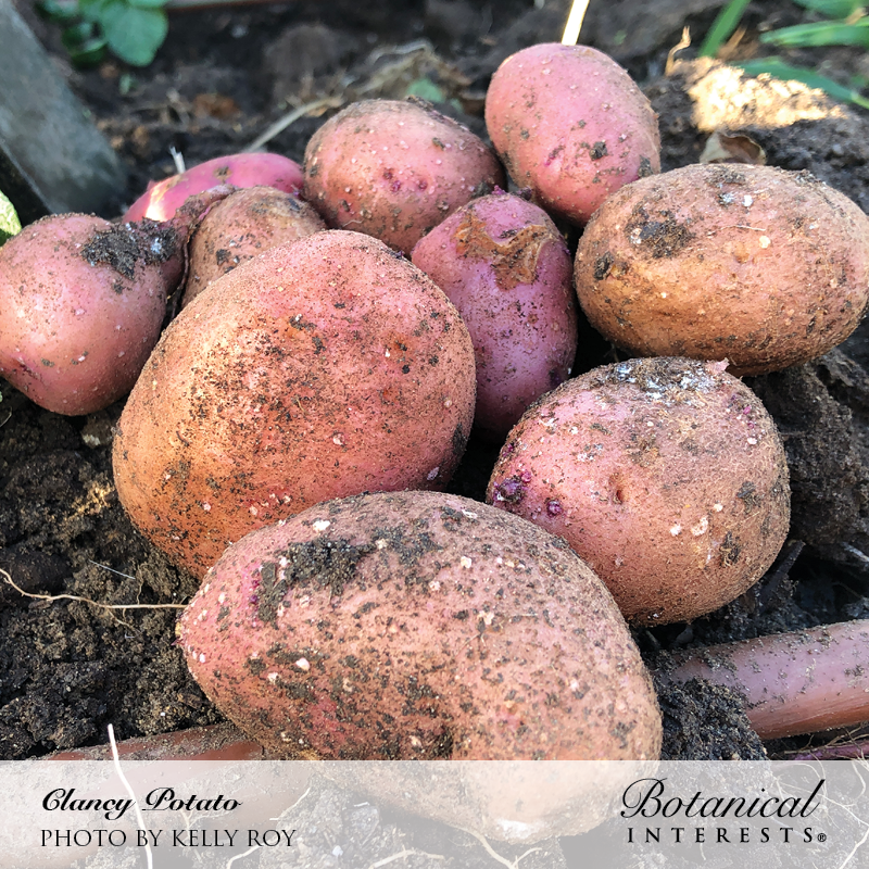 Clancy Potato Seeds view 4