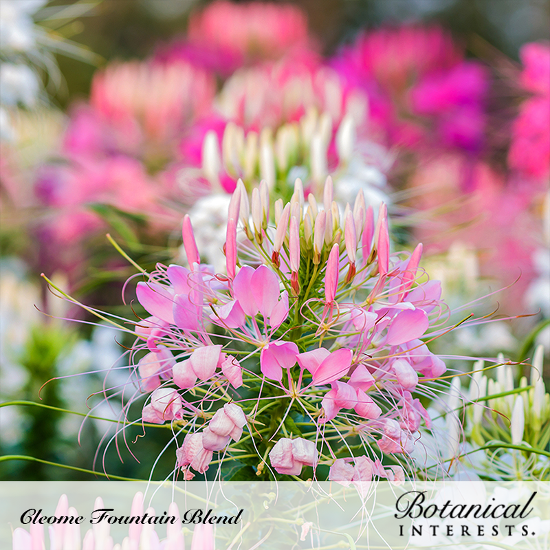 Fountain Blend Cleome (Spider Flower) Seeds view 4