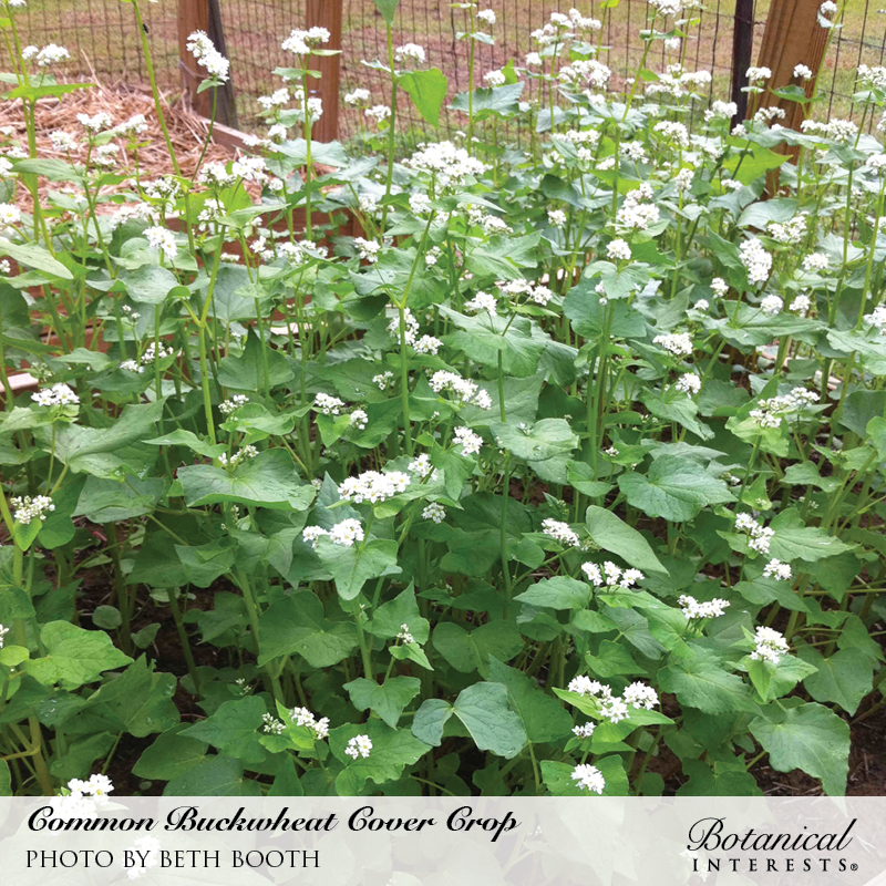 Common Buckwheat Cover Crop Seeds     view 5