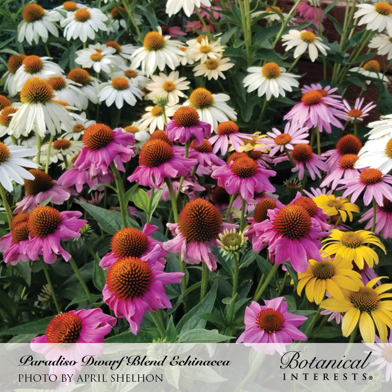 Paradiso Dwarf Blend Echinacea Seeds view 4
