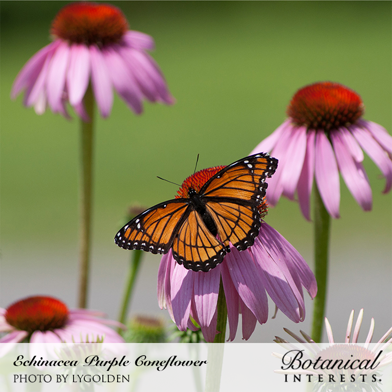 Purple Coneflower Echinacea Seeds view 5