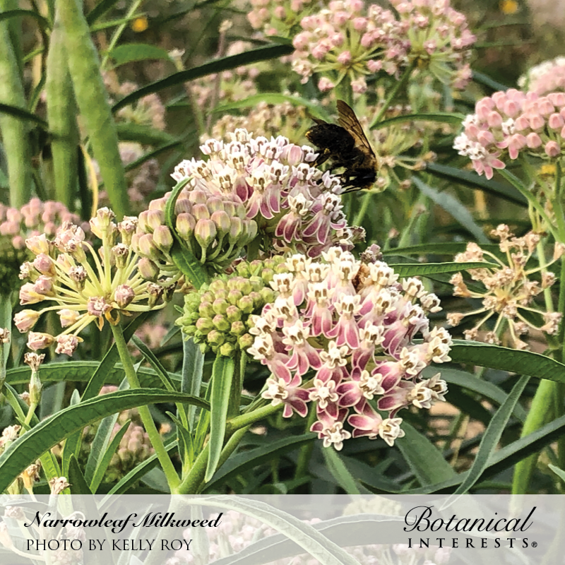 Narrowleaf Milkweed/Butterfly Flower Seeds view 4