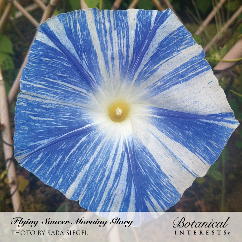 Flying Saucer Morning Glory Seeds     view 4